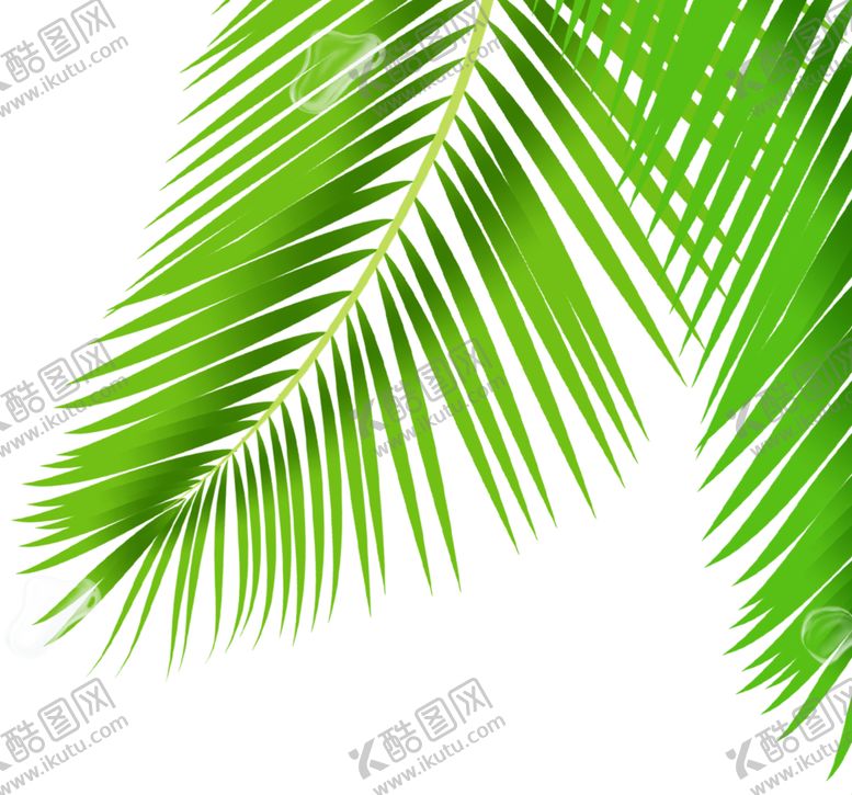 编号：35647809202018021700【酷图网】源文件下载-热带椰树叶子
