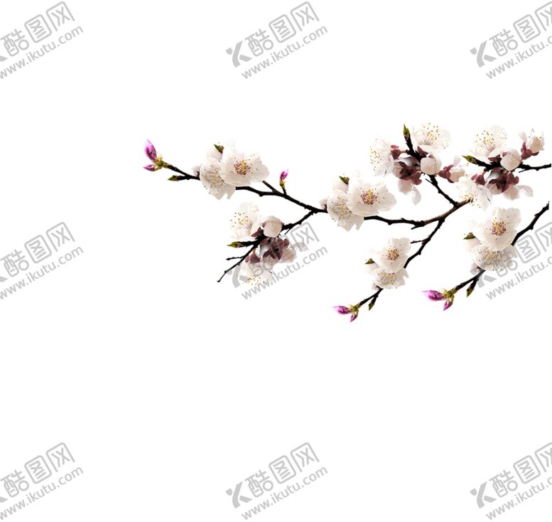 编号：44092510131941032736【酷图网】源文件下载-梅花素材