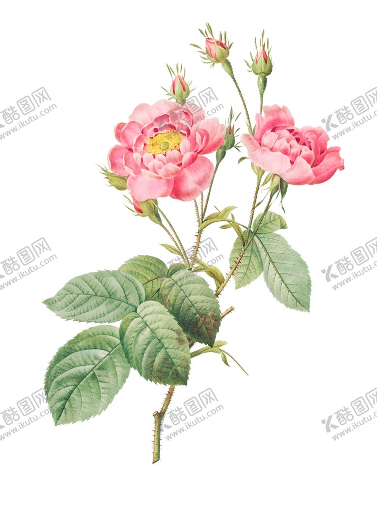 编号：45654801291046197290【酷图网】源文件下载-野生玫瑰花 