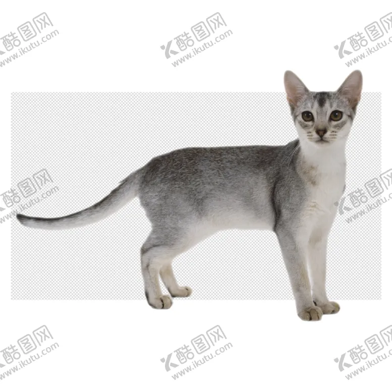编号：73491204070650401308【酷图网】源文件下载-小猫猫