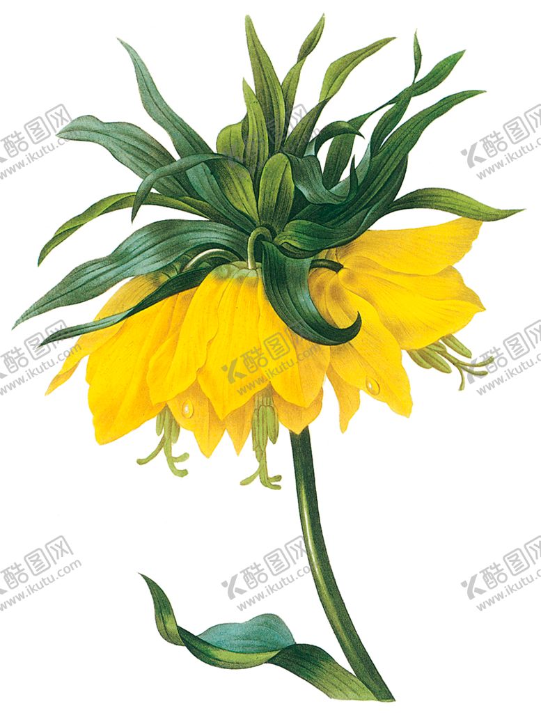 编号：34533409200222489029【酷图网】源文件下载-植物花卉油画装饰画