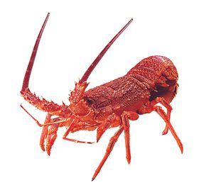 龙虾