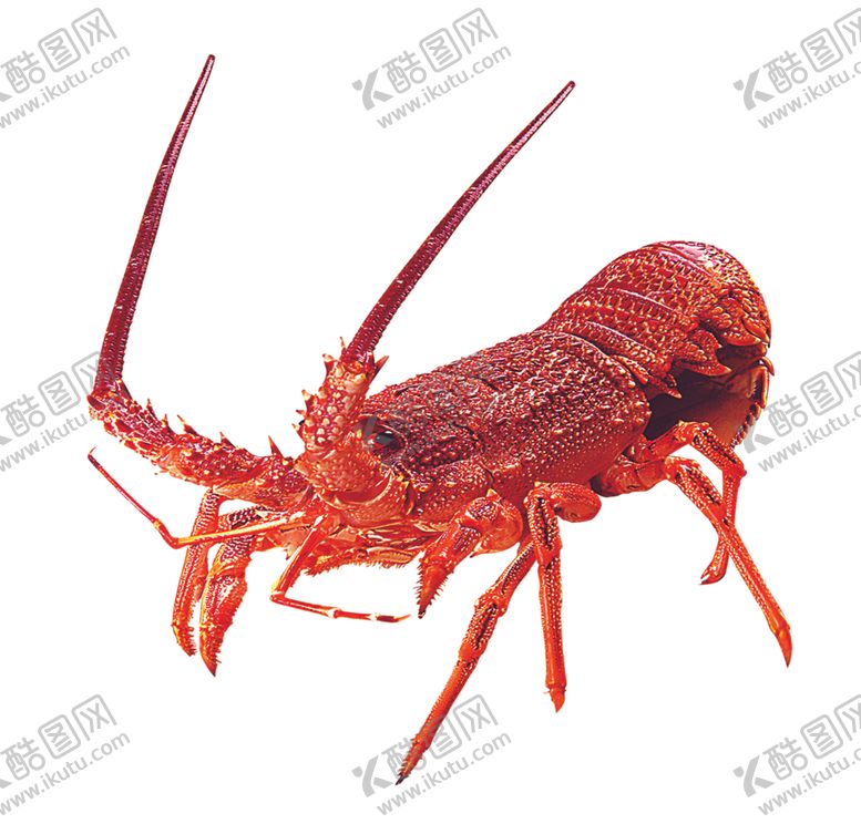 编号：10935309140427263709【酷图网】源文件下载-龙虾