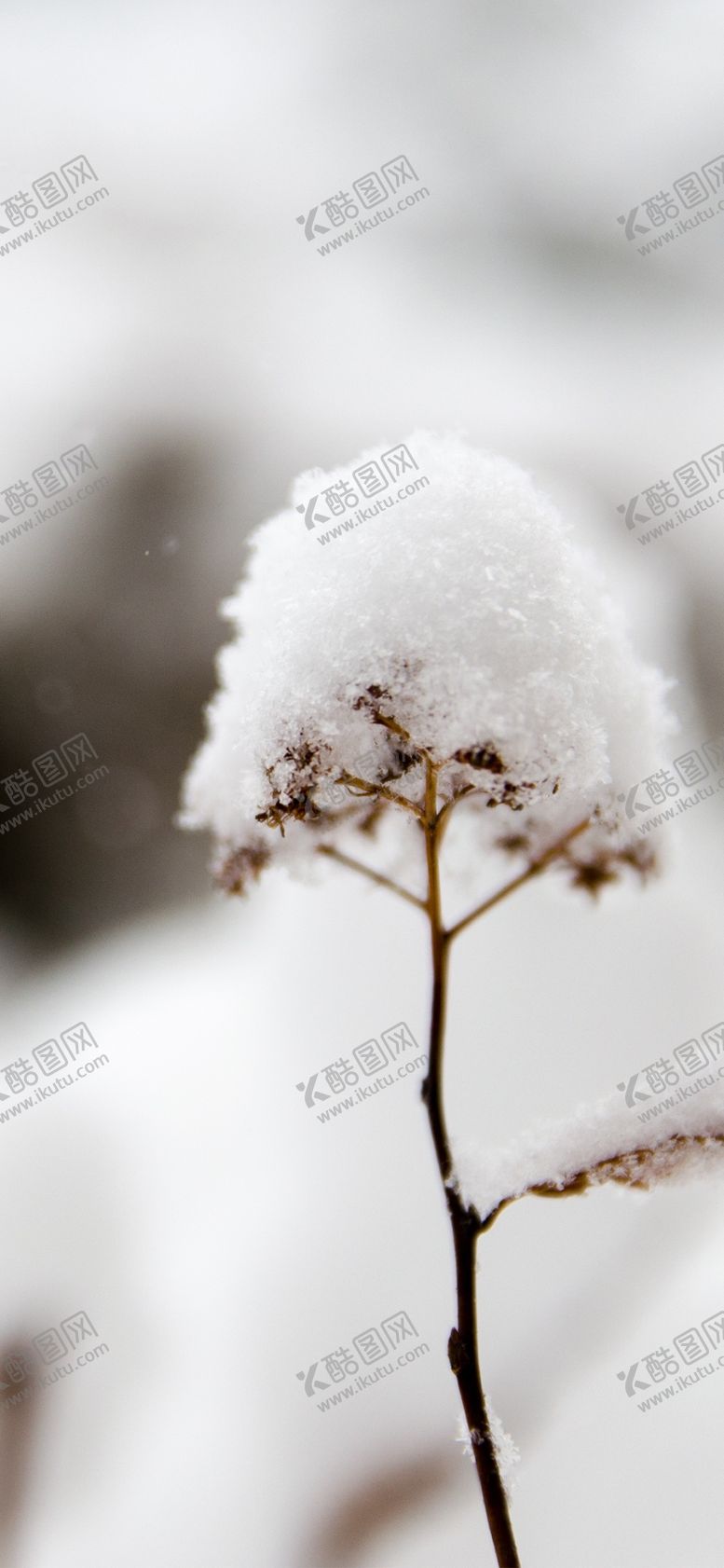 编号：63148307042357491716【酷图网】源文件下载-手机壁纸