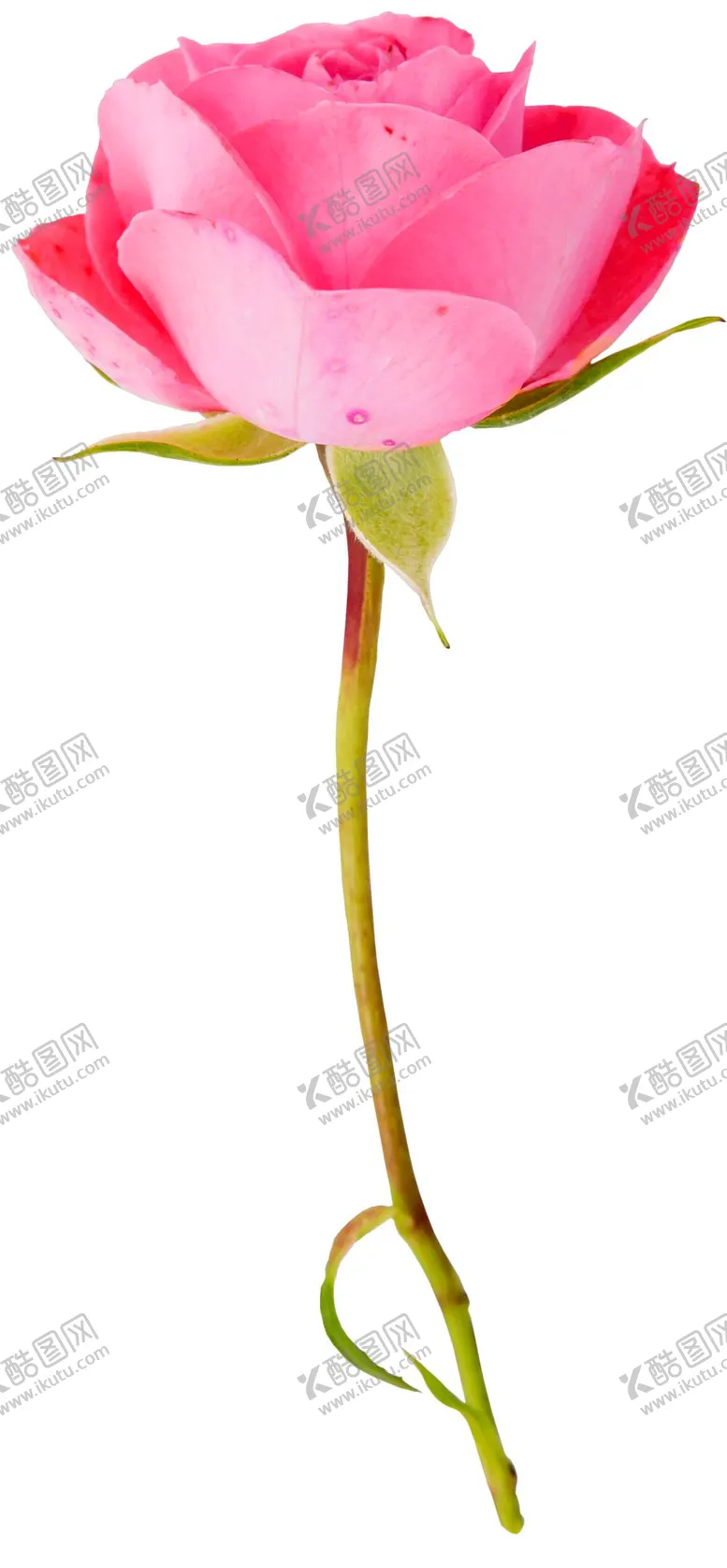 编号：18493511031210306632【酷图网】源文件下载-鲜花png .