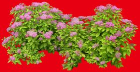分层花