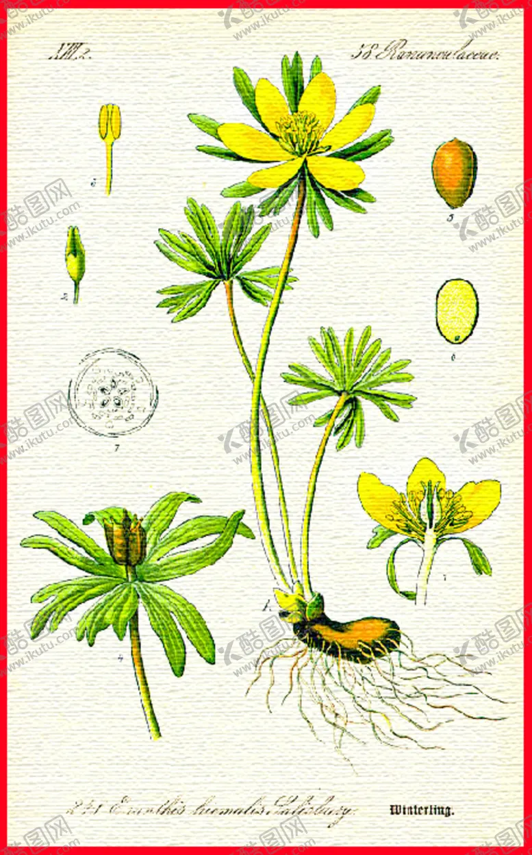 编号：92510709130409523995【酷图网】源文件下载-野菊花