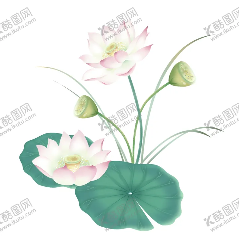 编号：94403203140537069677【酷图网】源文件下载-荷花