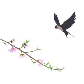 燕子素材