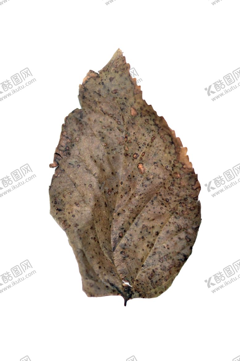 编号：25214907031948578523【酷图网】源文件下载-树叶