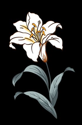 手绘百合花