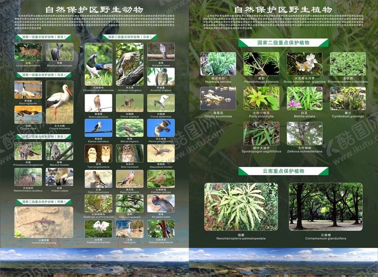 编号：11311701260338175376【酷图网】源文件下载-动植物保护宣传单