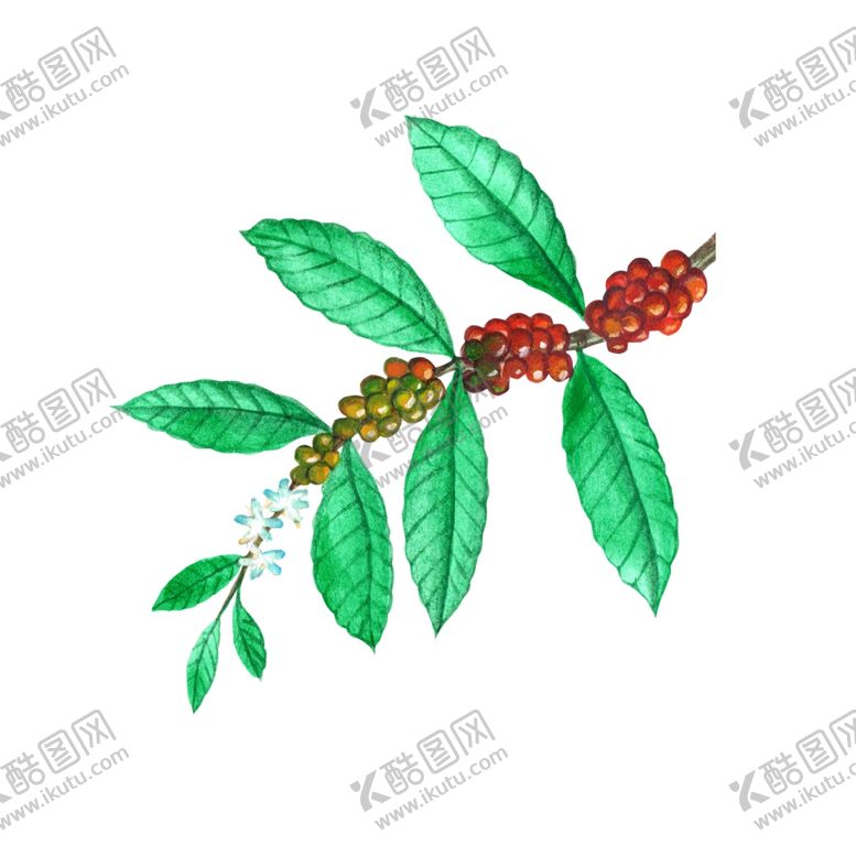 编号：21841107141156539512【酷图网】源文件下载-水果