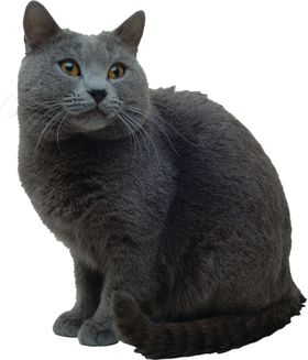 黑猫