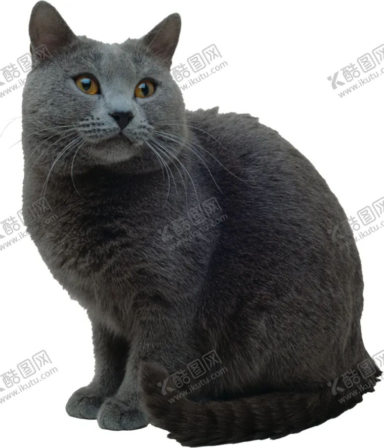 编号：96453207020212083507【酷图网】源文件下载-黑猫