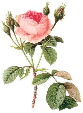 植物花卉油画装饰画