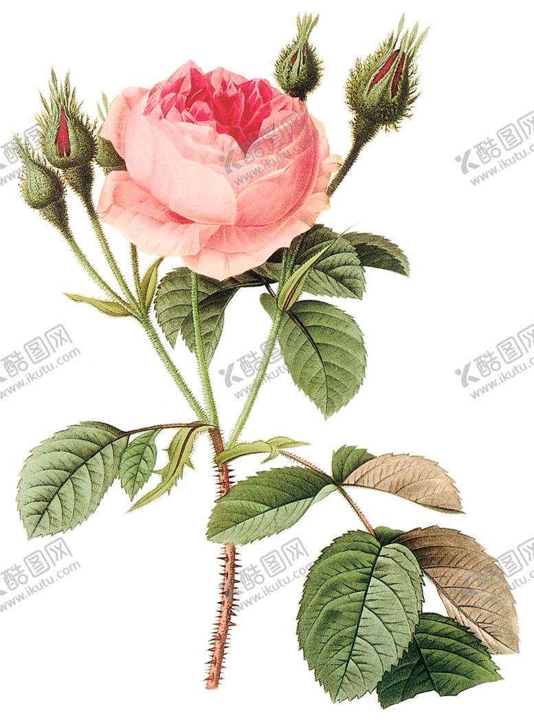 编号：58070210252321361739【酷图网】源文件下载-植物花卉油画装饰画