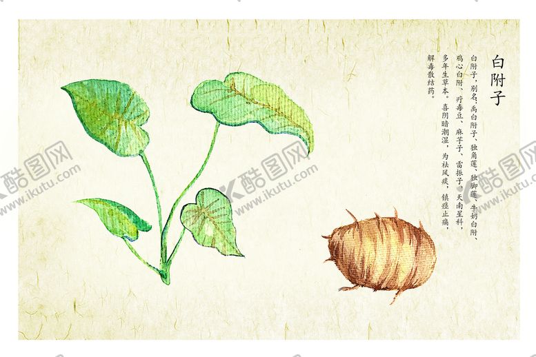 编号：38761409181553259632【酷图网】源文件下载-白附子