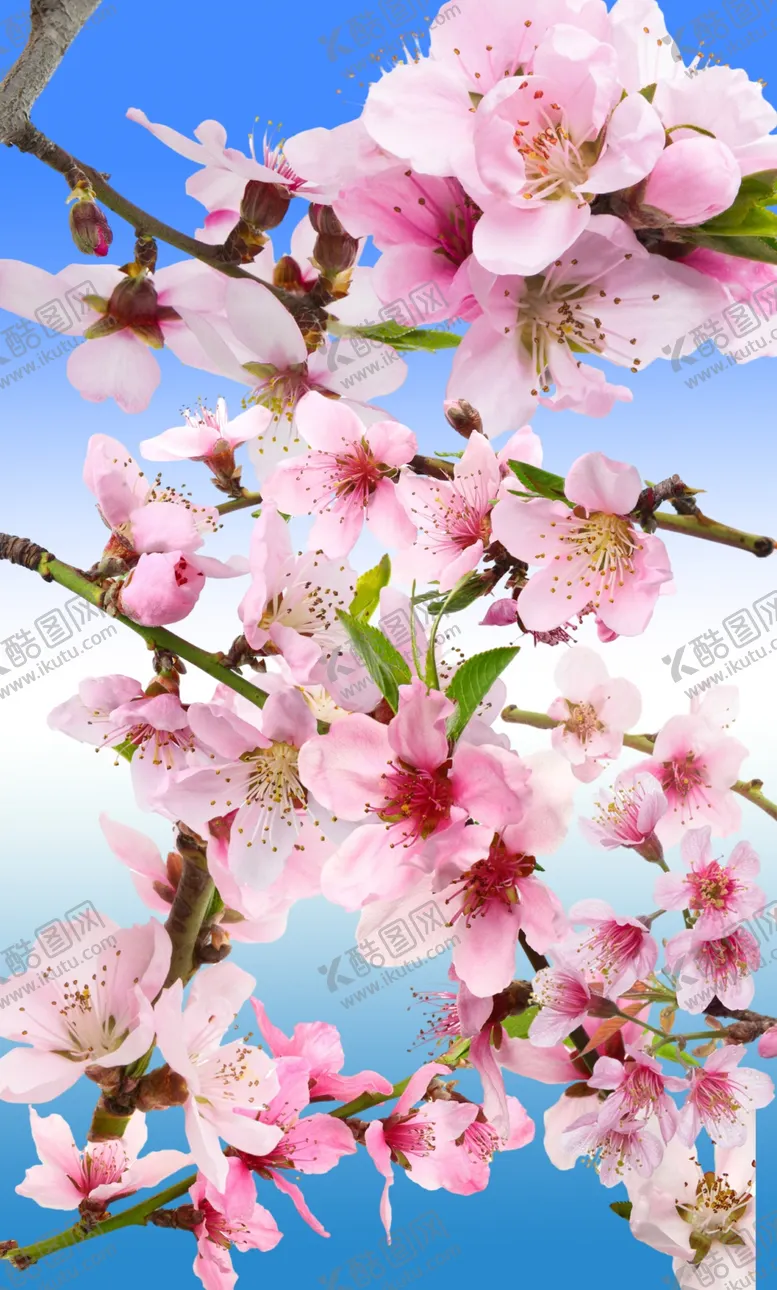 编号：70194101260238131196【酷图网】源文件下载-桃花