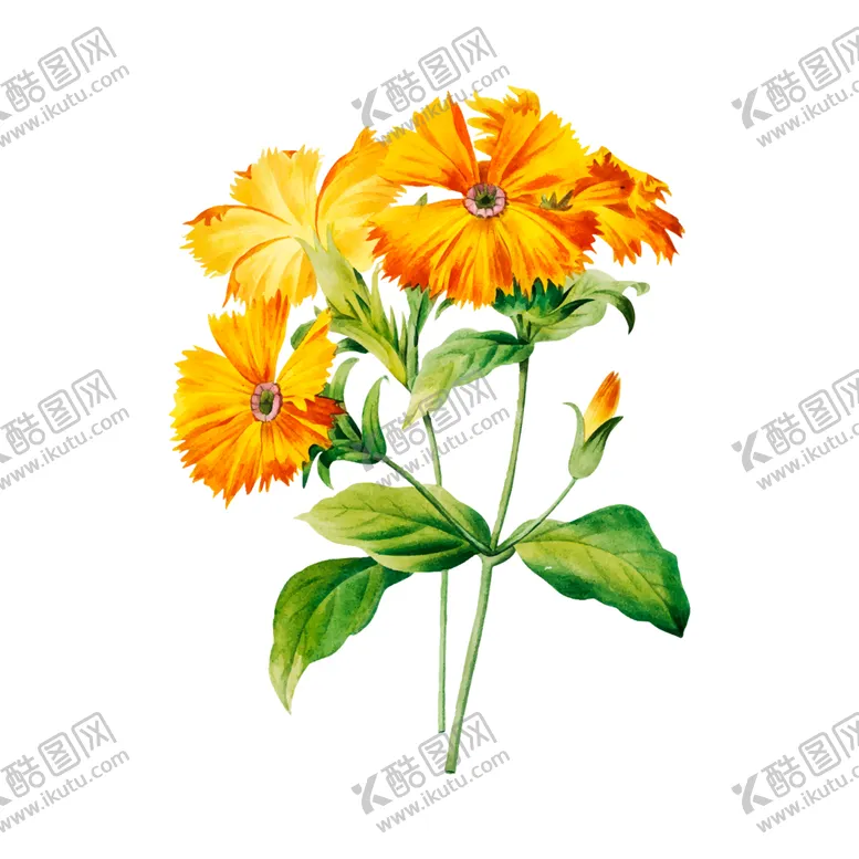 编号：33740704200329103105【酷图网】源文件下载-花卉插图