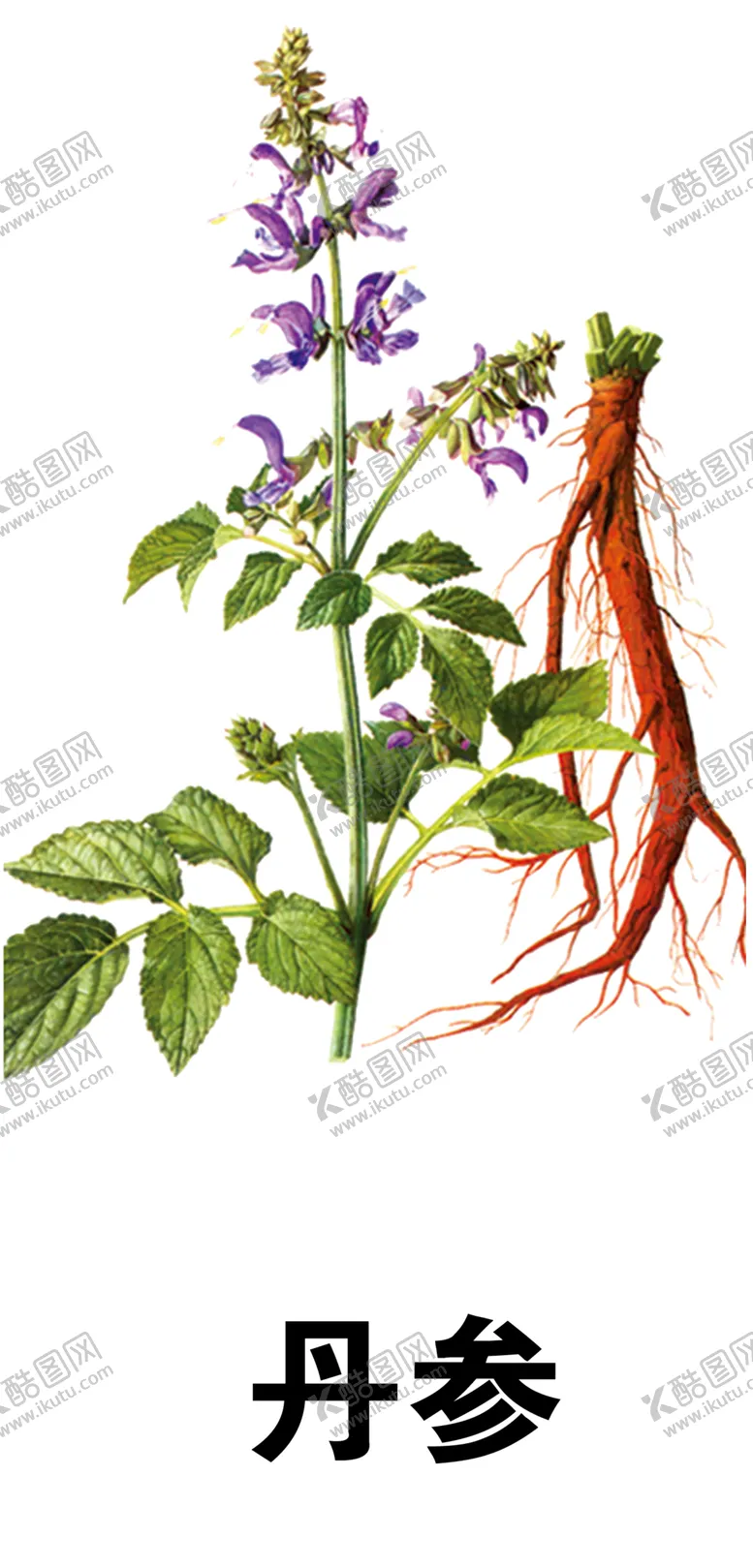 编号：12013503222011308917【酷图网】源文件下载-草本植物药材图片