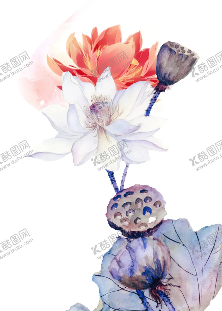 编号：62375305030224333380【酷图网】源文件下载-莲藕