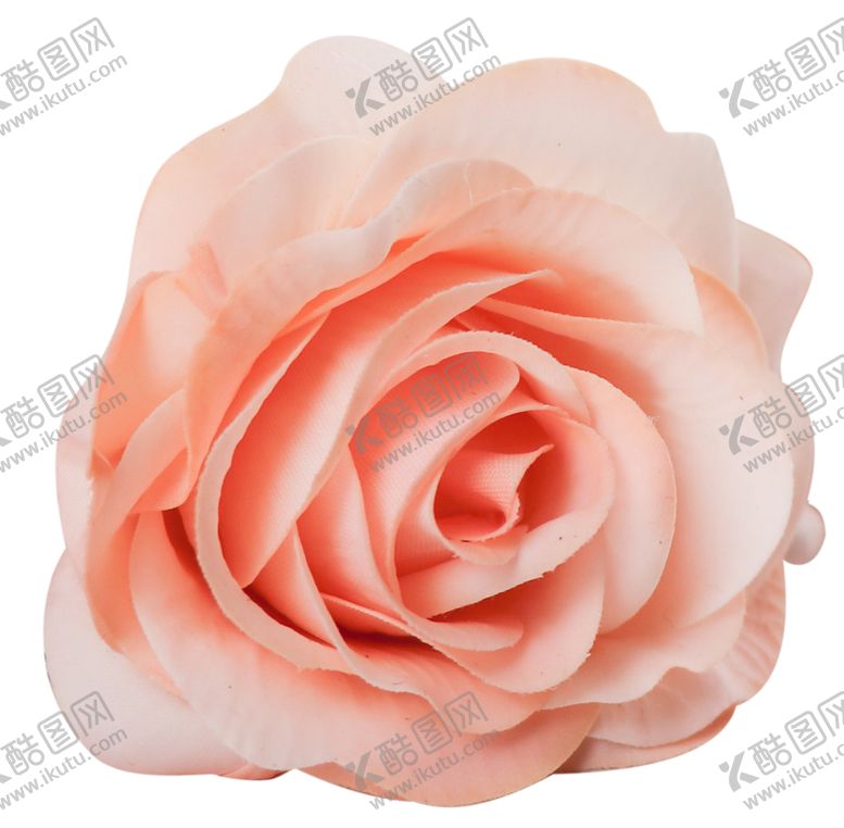 编号：78551007070419239175【酷图网】源文件下载-玫瑰花