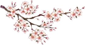 立面桃花桃树png素材