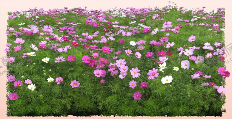 编号：98806111210311104601【酷图网】源文件下载-波斯菊