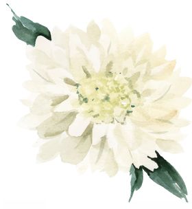 水彩创意花朵植物