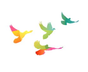鸽子