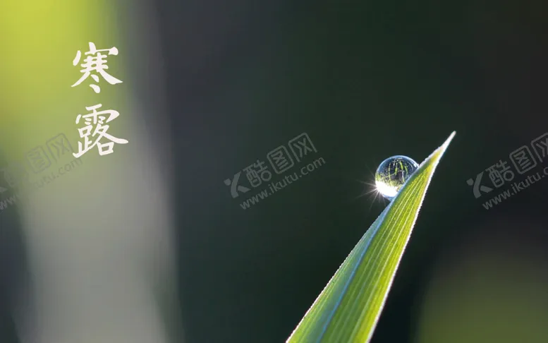 编号：83814001260220279119【酷图网】源文件下载-绿叶水滴桌面壁纸