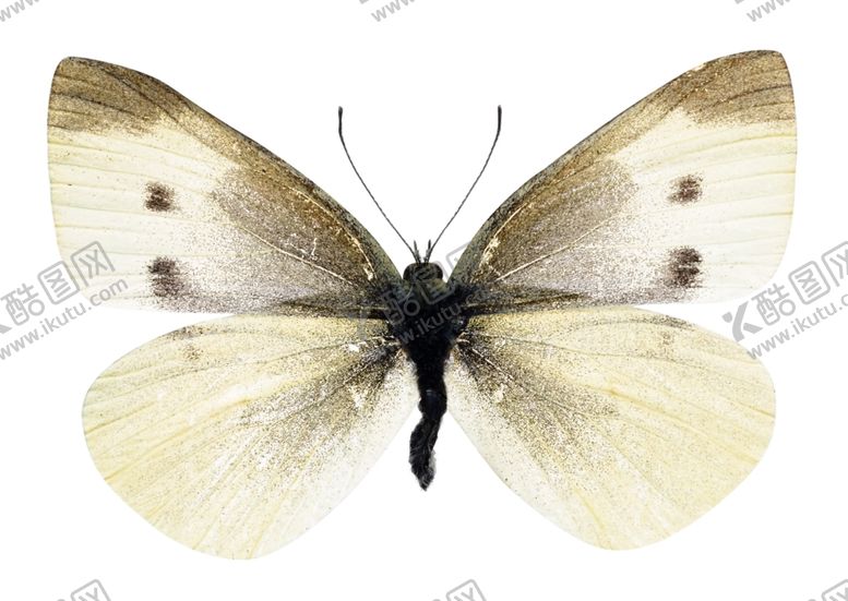 编号：47514809221934365696【酷图网】源文件下载-昆虫蝴蝶花纹图案