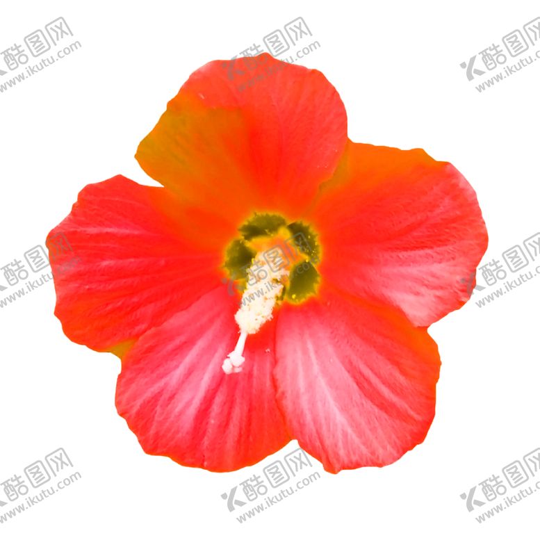 编号：19819609291631284431【酷图网】源文件下载-花素材