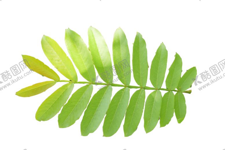 编号：82624406300551453542【酷图网】源文件下载-绿叶免扣