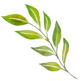 水彩植物