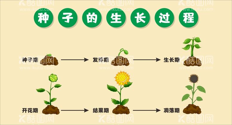 编号：91427509162251530894【酷图网】源文件下载-向日葵的生长过程