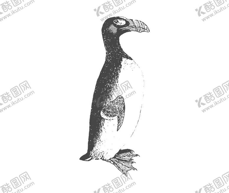 编号：40400309280609151686【酷图网】源文件下载-鸟类素描绘画