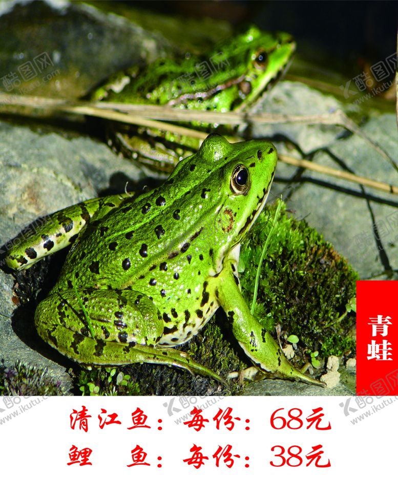 编号：35371809252332275552【酷图网】源文件下载-青蛙