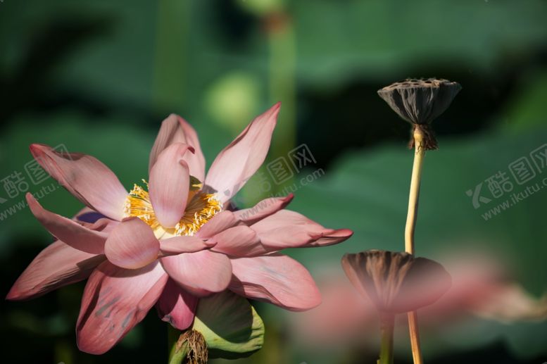 编号：95489709280644238889【酷图网】源文件下载-摄影模板