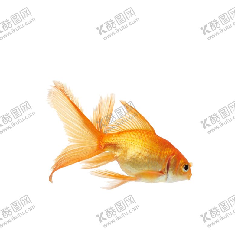 编号：74371309260252022168【酷图网】源文件下载-家养鱼类金鱼