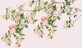 花鸟