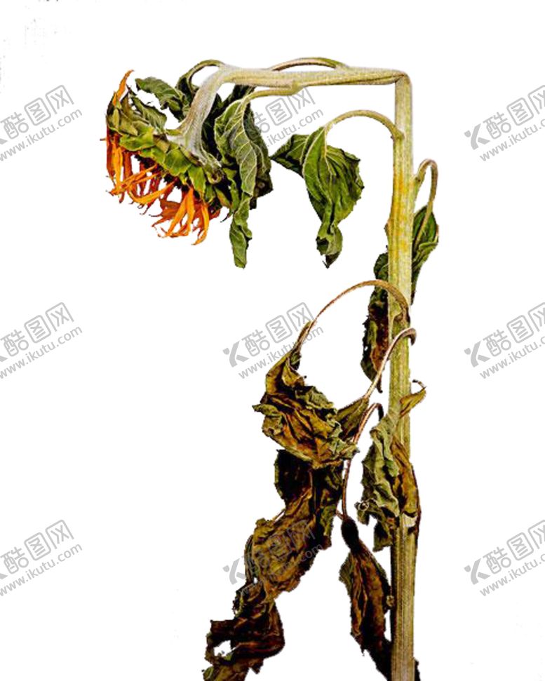 编号：42695109210954054172【酷图网】源文件下载-免抠背景干花枯花