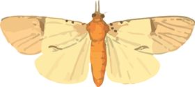 蝴蝶昆虫插画