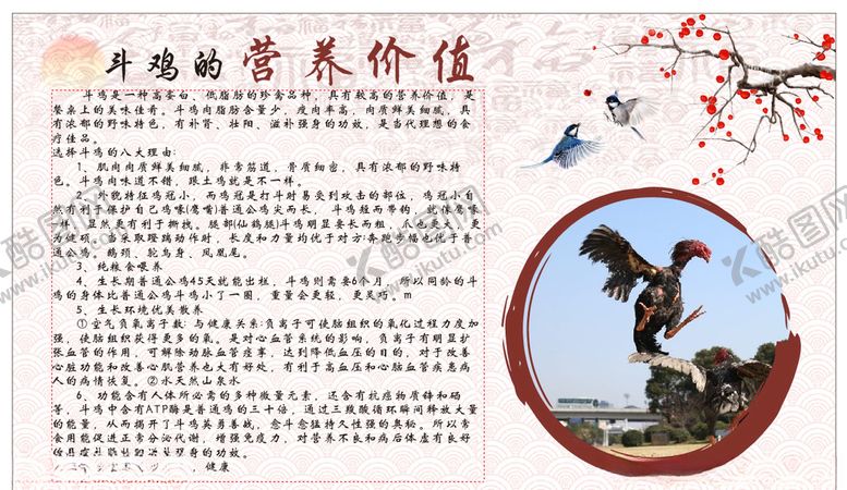 编号：50372607090528125179【酷图网】源文件下载-斗鸡的营养价值