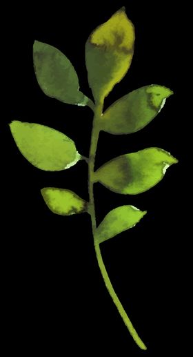 小清新水彩植物树枝
