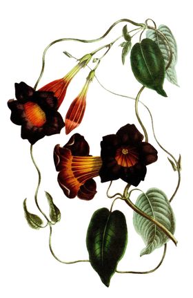 复古花朵植物图案