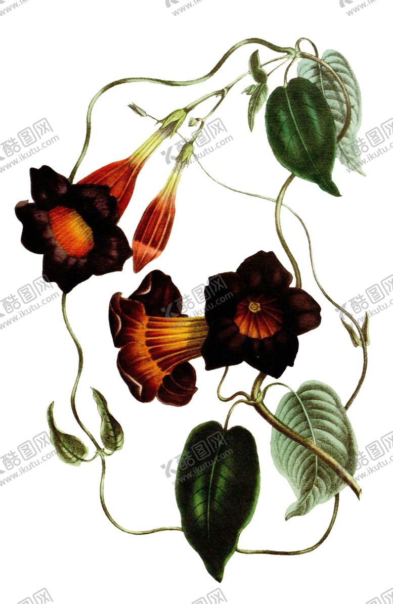 编号：98353010011318234247【酷图网】源文件下载-复古花朵植物图案