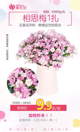 相思梅1扎秒杀