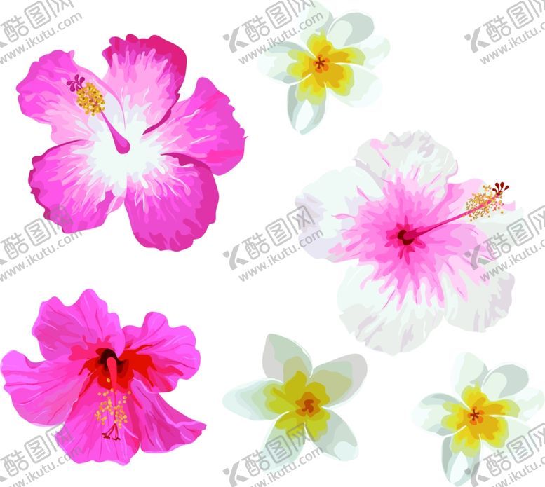 编号：48443102031944237911【酷图网】源文件下载-植物花卉素材